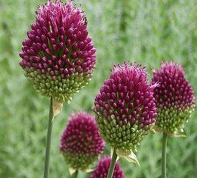 Ail à tête ronde - Allium sphaerocephalon -