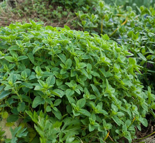 Origan - Origanum vulgare - AB