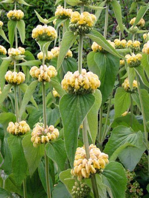 Phlomis de Russel - Phlomis russeliana