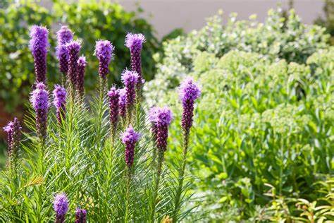 Liatris spicata Kobold