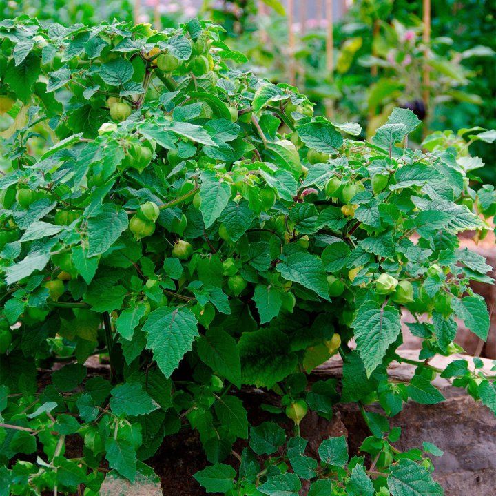 Physalis "Little Lantern"