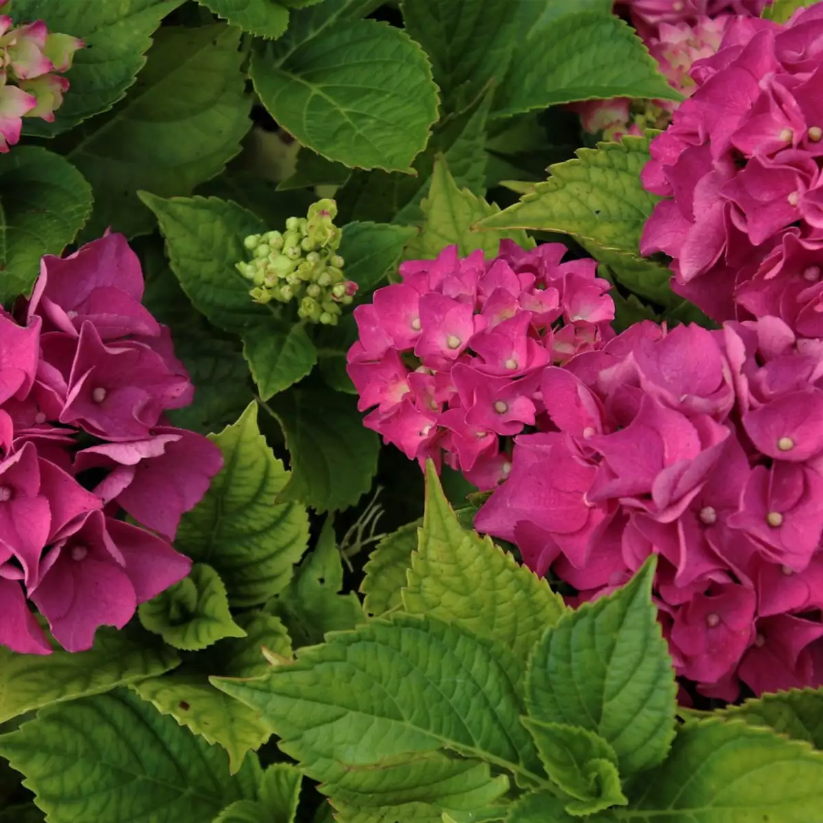 Hydrangea macrophylla rose (Pot 3L)