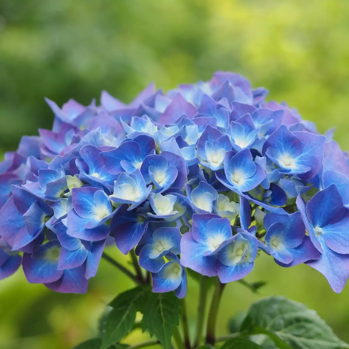 Hydrangea macrophylla bleu (Pot 4L)