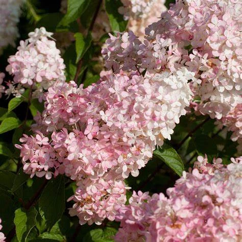 Hydrangea Sundae Fraise (Pot 3L)