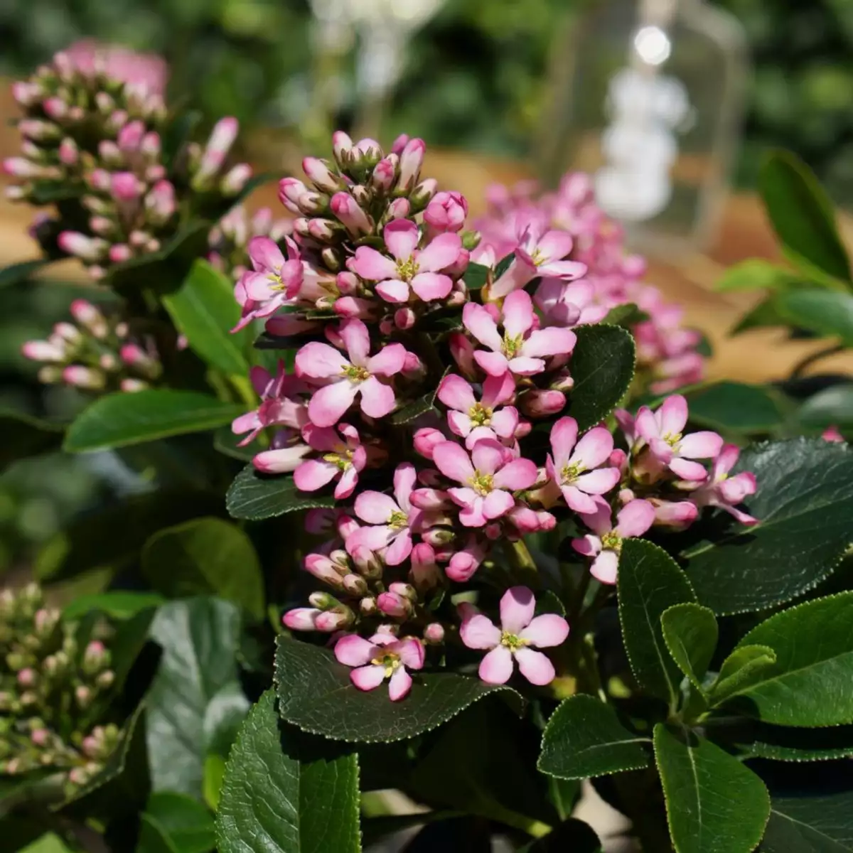 Escallonia Apple Blossom (Pot 3L)