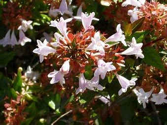 Abelia grandiflora (Pot 3L)