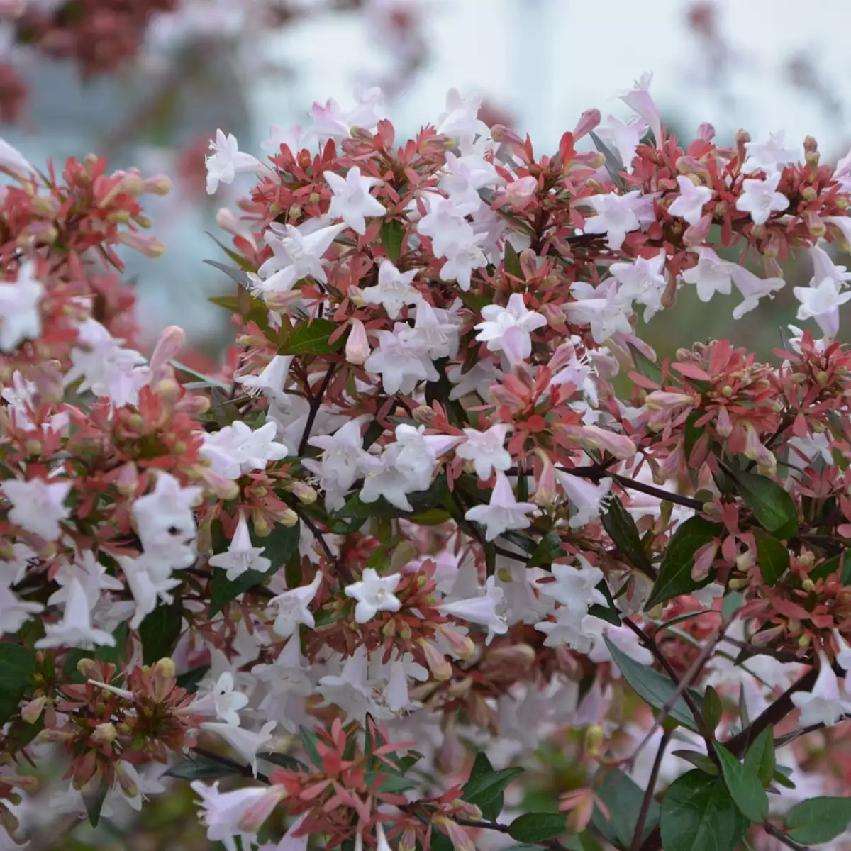 Abelia grandiflora Edward Goucher (Pot 3L)