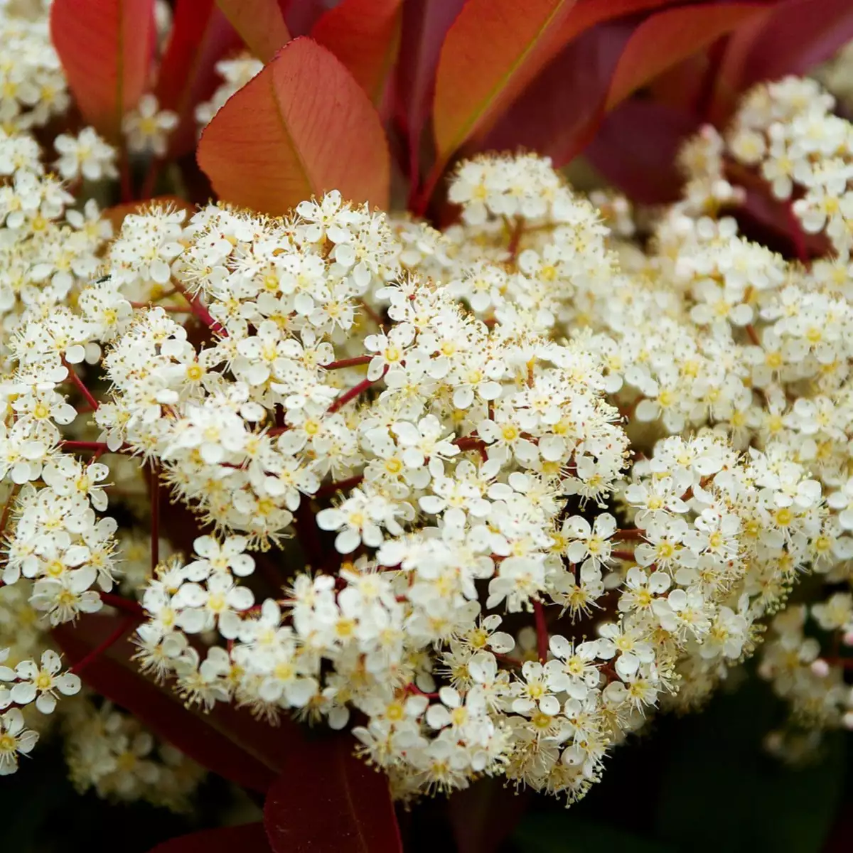 Photinia Red Robin (Pot 4L)