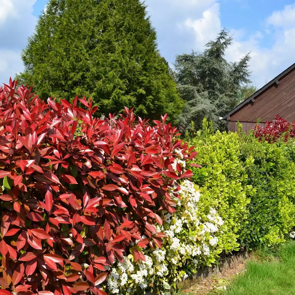 Photinia Red Robin (Pot 4L)