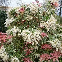 Pieris Flaming Silver (Pot 3L)