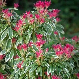 Pieris Flaming Silver (Pot 3L)