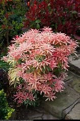 Pieris Flaming Silver (Pot 3L)