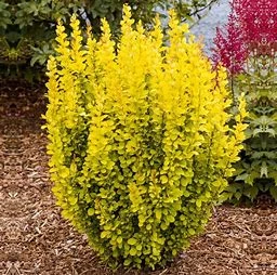 Berberis Golden Dream (Pot 4L)