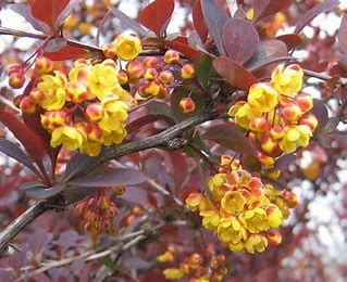 Berberis Superba (Pot 4L)