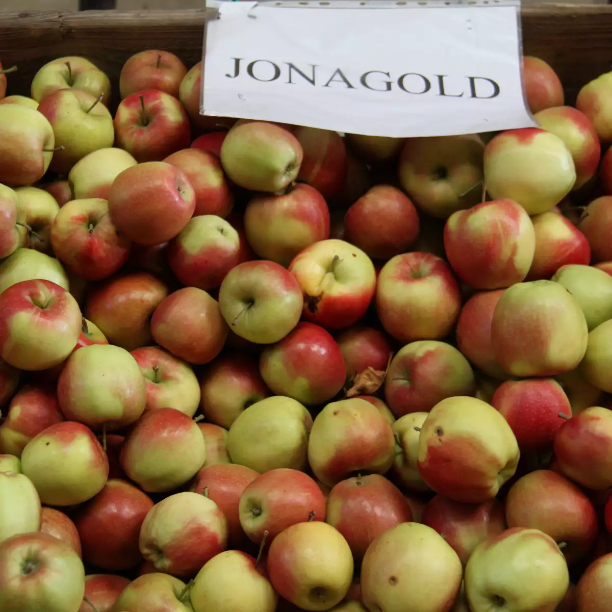 Pommier Jonagold