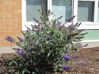 Buddleia Nanho Blue (Pot 2L)