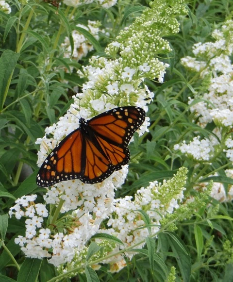 Buddleia White profusion (Pot 2l)