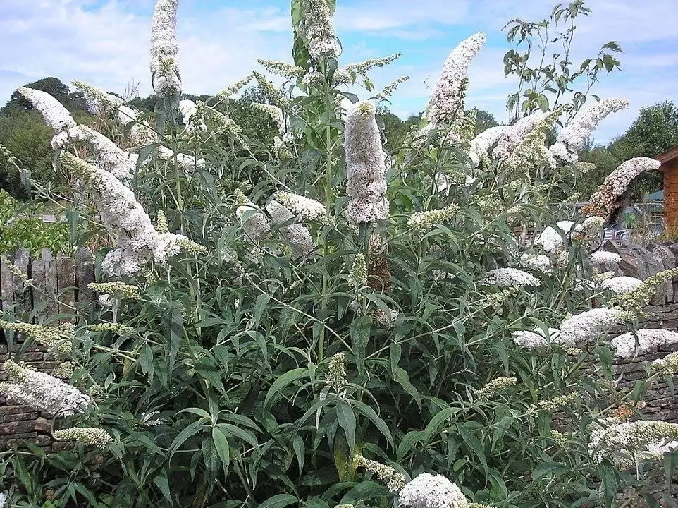 Buddleia White profusion (Pot 2l)