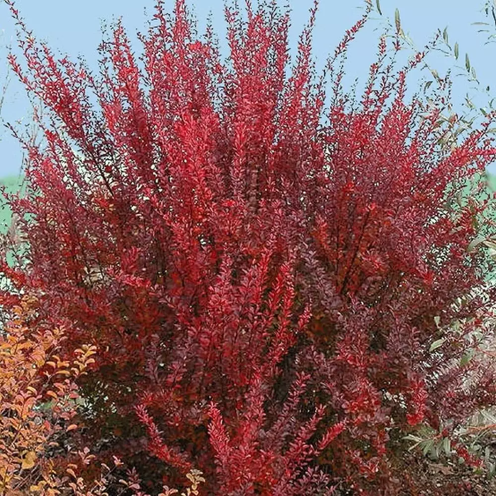 Berberis Red Rocket (Pot 4L)