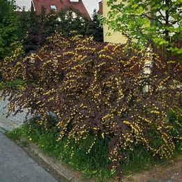 Berberis Superba (Pot 4L)