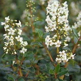 Escallonia Iveyi (Pot 3L)