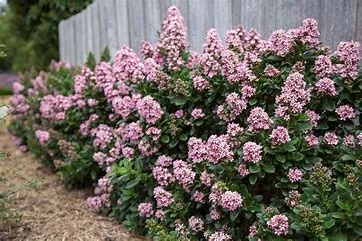 Escallonia nain Pink elle (Pot 3L)