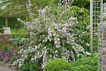 Deutzia Mont Rose (Pot 4L)