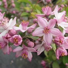 Deutzia Mont Rose (Pot 4L)