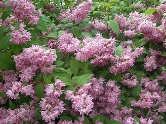 Deutzia Perle Rose (Pot 4L)