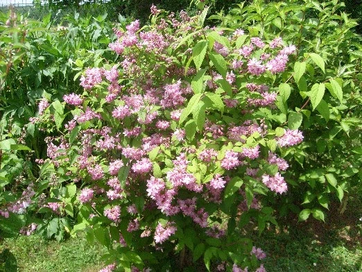 Deutzia Perle Rose (Pot 4L)