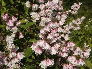 Deutzia Pride of Rochester (Pot 4L)