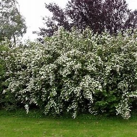 Deutzia Pride of Rochester (Pot 4L)