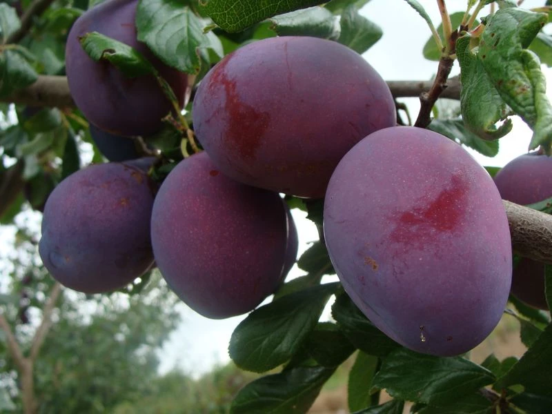 Prune Président