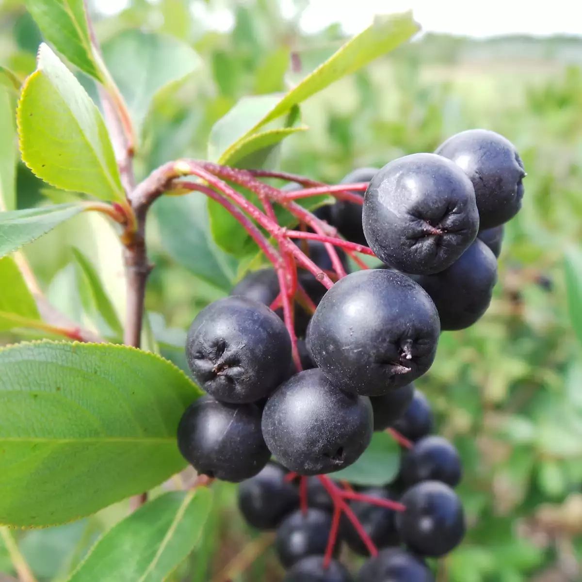 Aronia melanocarpa - 40/60