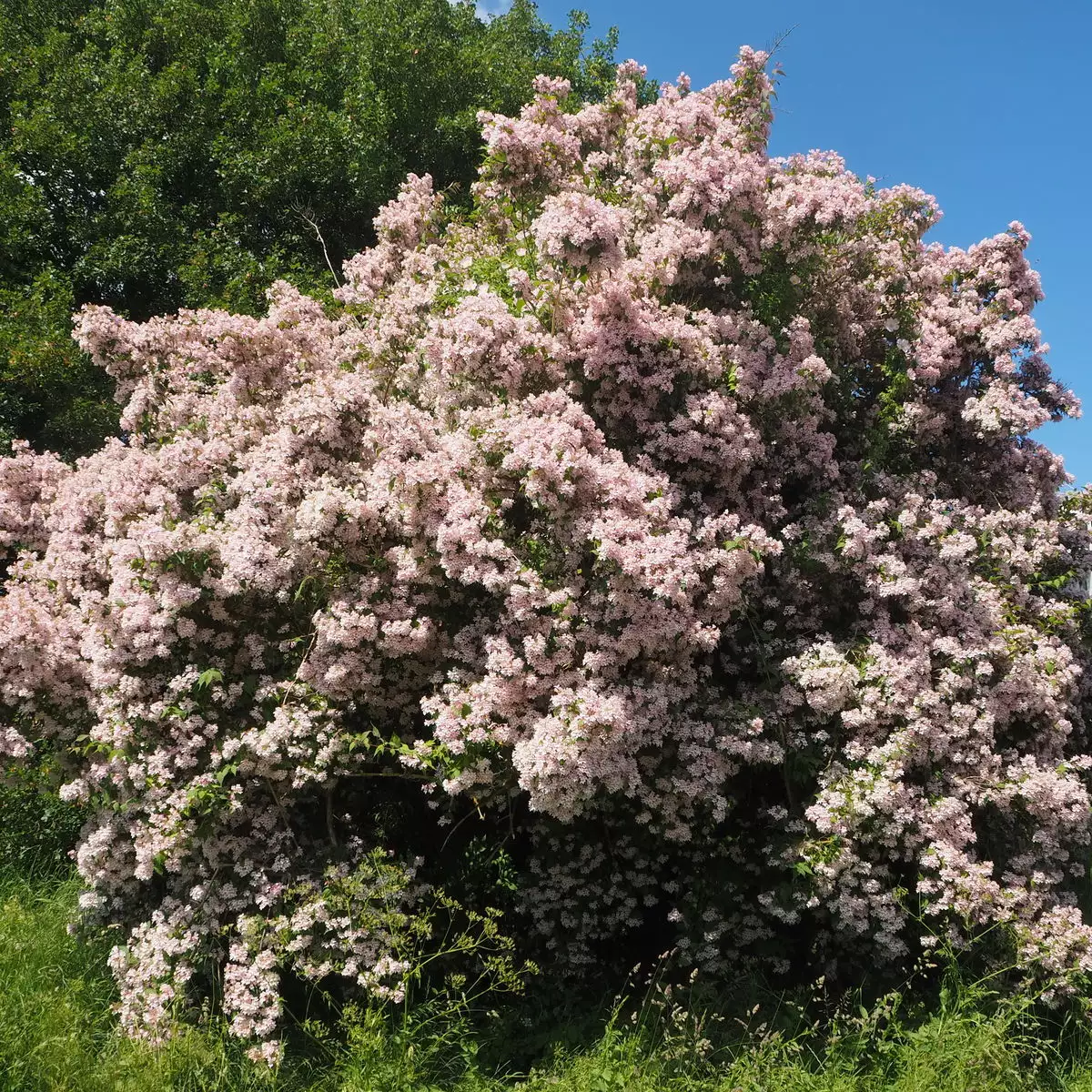 Kolkwitzia amabilis - buisson de beauté (Pot 2L)