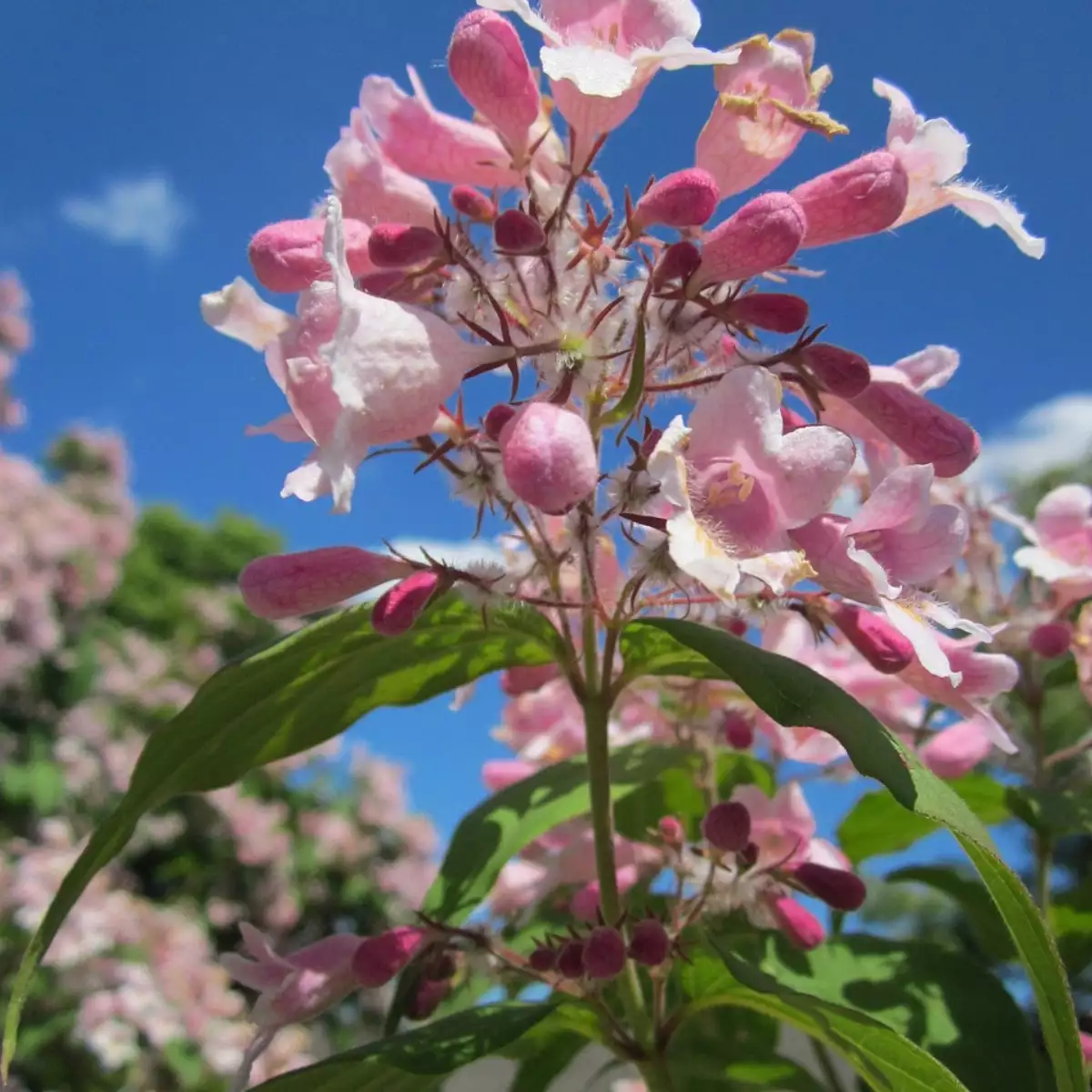 Kolkwitzia amabilis - buisson de beauté (Pot 2L)