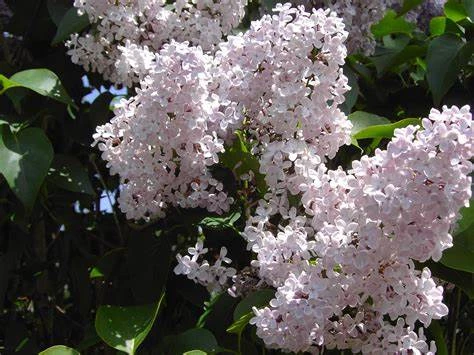 Lilas commun blanc 60/80cm