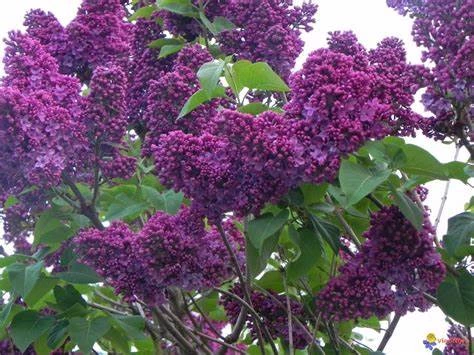 Lilas commun violet foncé 60/80cm