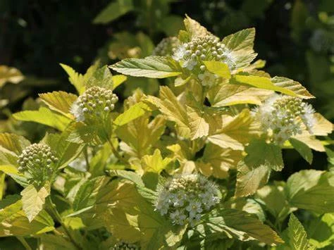 Physocarpus Angel Gold 60-80cm