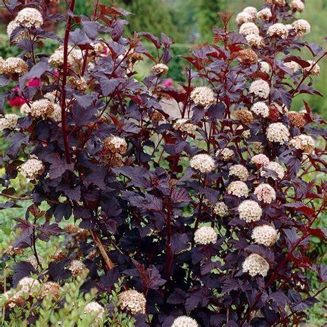 Physocarpus Diabolo 60-80cm