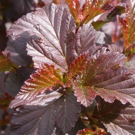 Physocarpus Diabolo 60-80cm