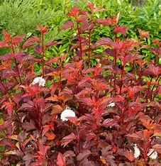 Physocarpus Diable d'Or 60-80cm