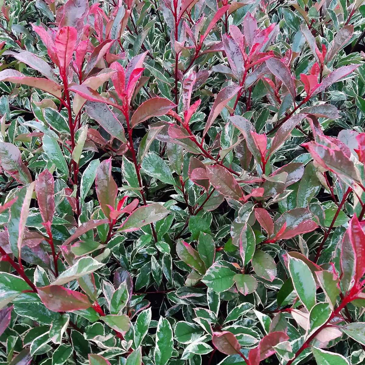 Photinia Pink Marble (Pot 4L)