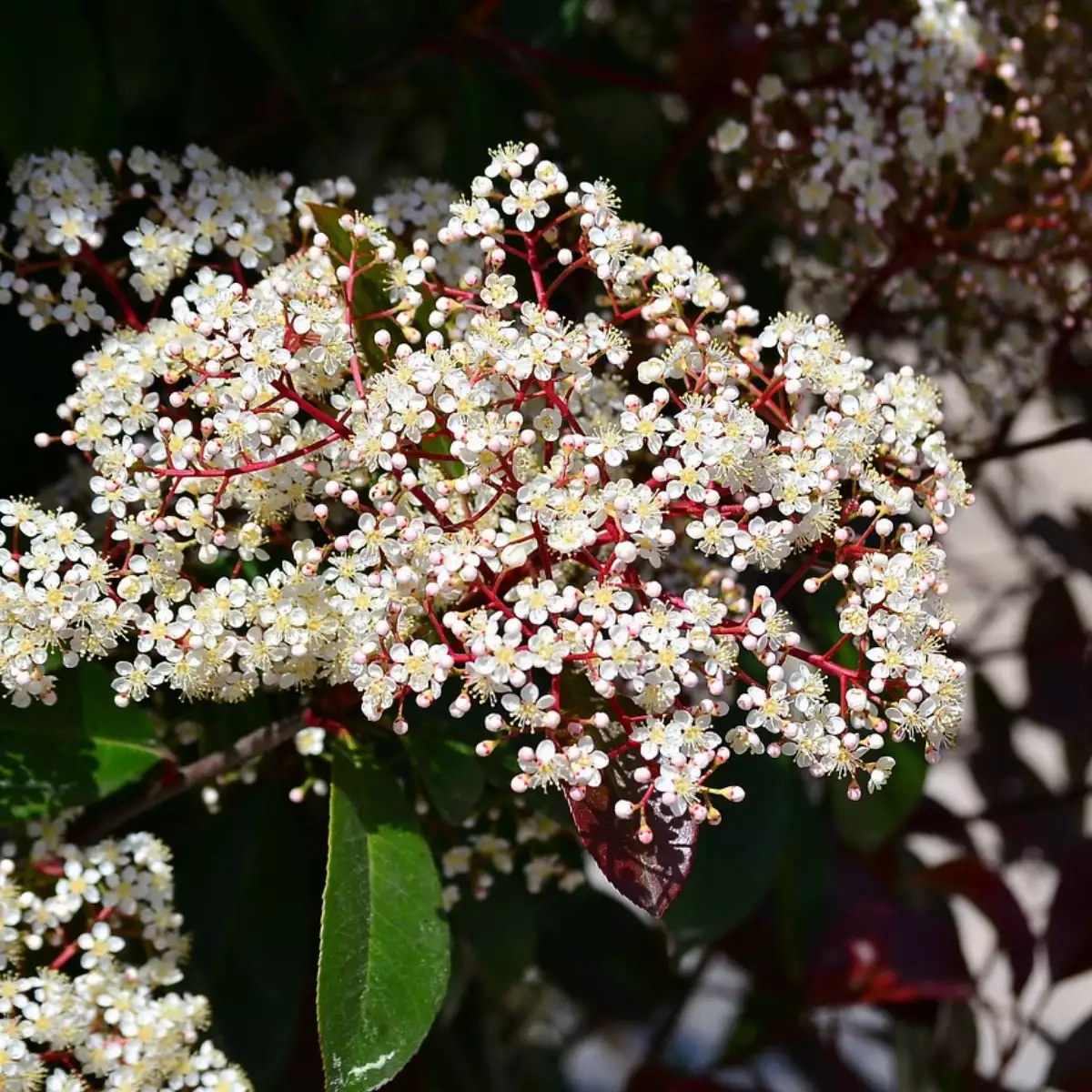 Photinia Red Select (Pot 4L) 60/80cm