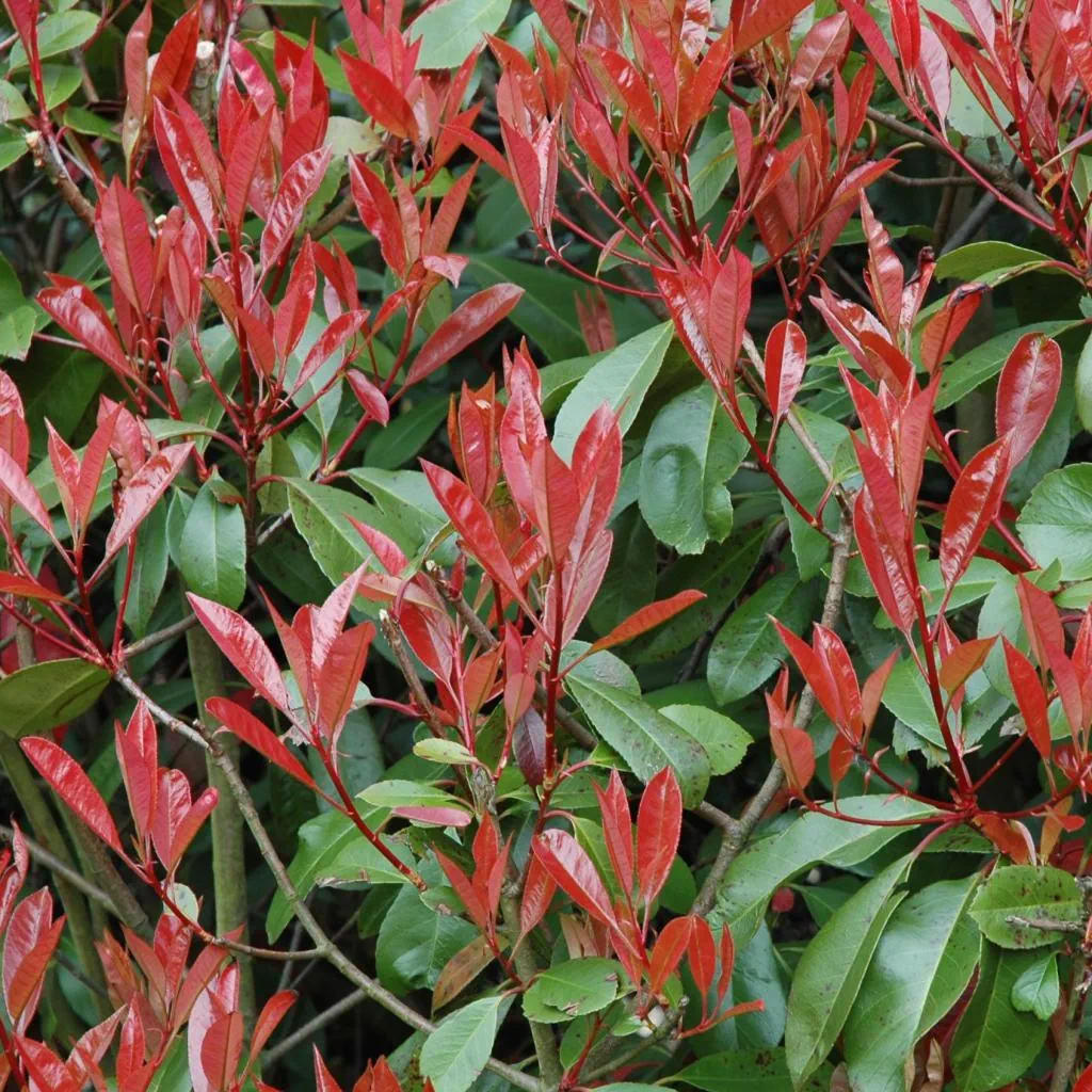 Photinia nain Little Red Robin (Pot 4L)