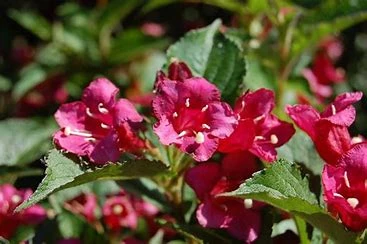 Weigelia  Bristol Ruby- 100/150cm