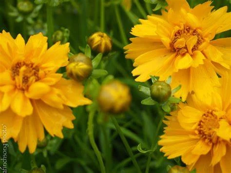 Coreopsis Santa Fe