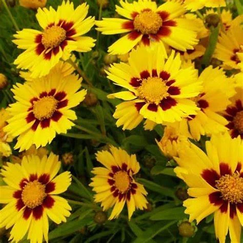 Coreopsis Baby gold