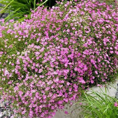 Gypsophile "Filou"