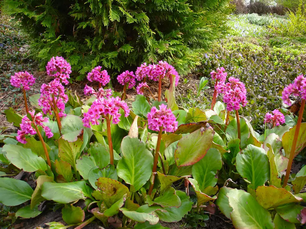 Bergenia cordifolia